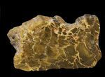 Polished, Jurassic Petrified Wood (Pentoxylon) - Australia #42057-1